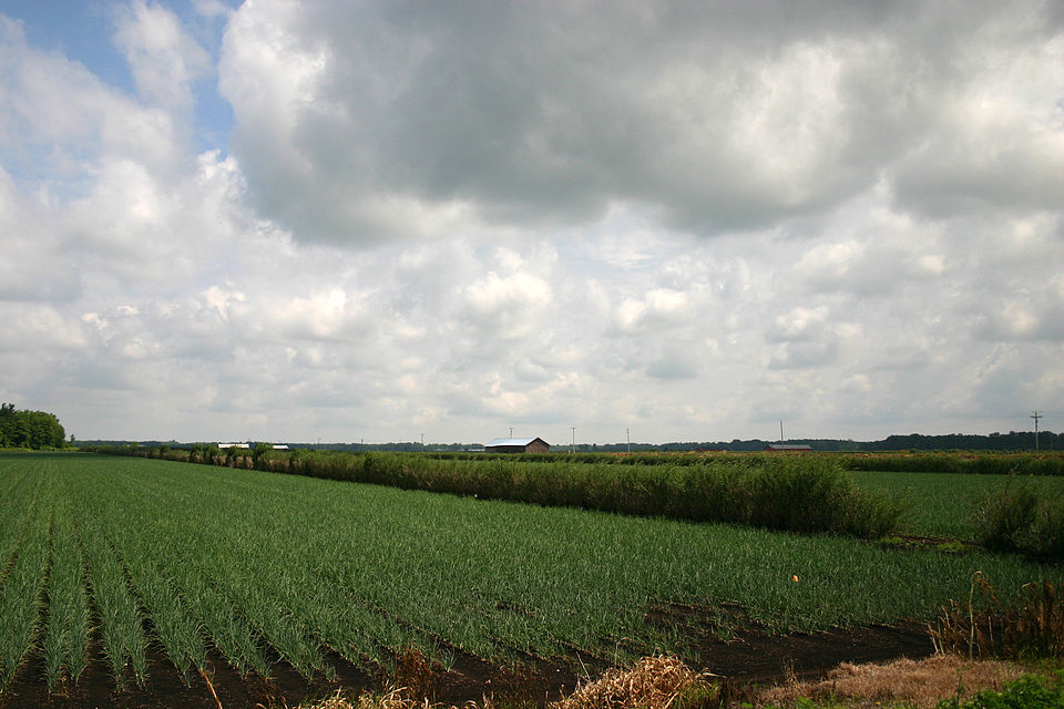 Torrey Farms crops